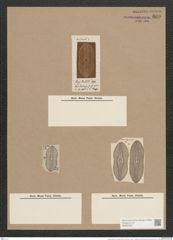 Navicula fusca var. excisa A.Schm. (de-Toni-Nr.: Genus 1, Species 292) Zeichnungen Sammlung Grunow Nr. 660 (NHMW-BOT-W0367030)